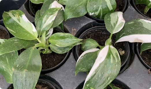 small leaf plants